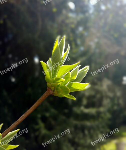 Bud Plant Nature Close Up Spring