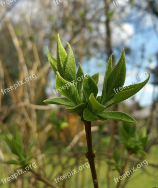 Bud Plant Nature Close Up Spring