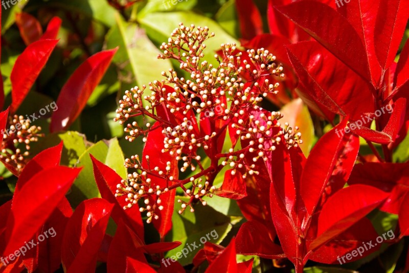 Photinia Hedge Foliage Red Free Photos