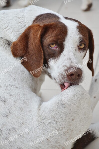 Dog Pet Animal Portrait White