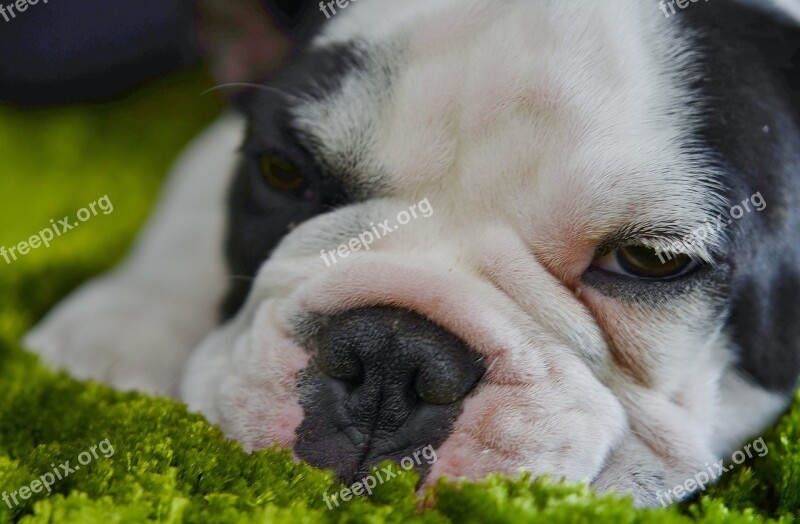 Dog Bulldog White Tongue Funny