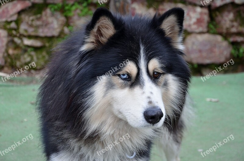 Australian Shepherd Dog Pet Animal Portrait