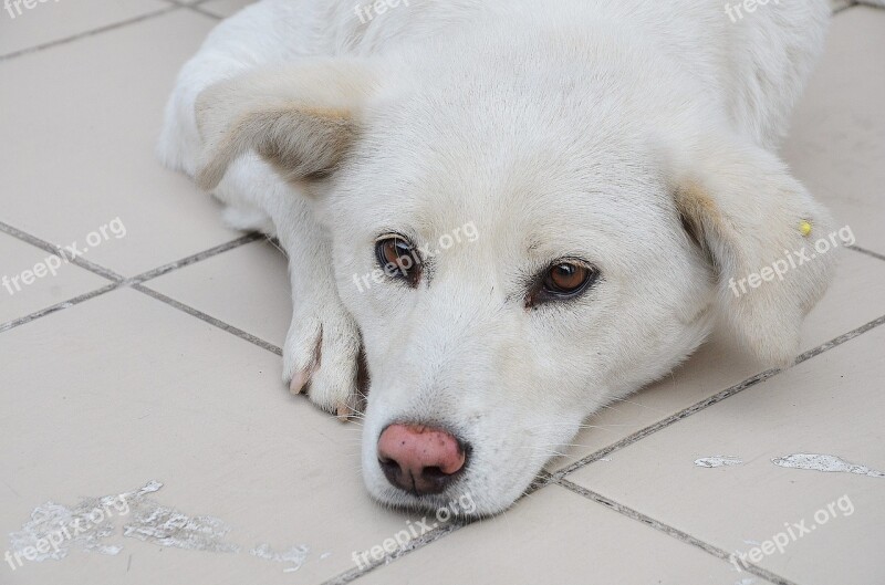 Dog Pet Animal Portrait White