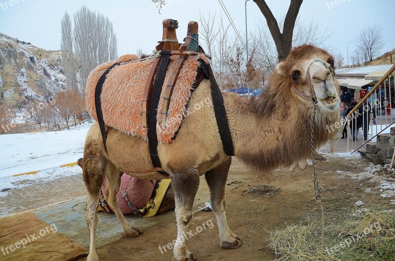 Camel Animal Mammal Travel Safari