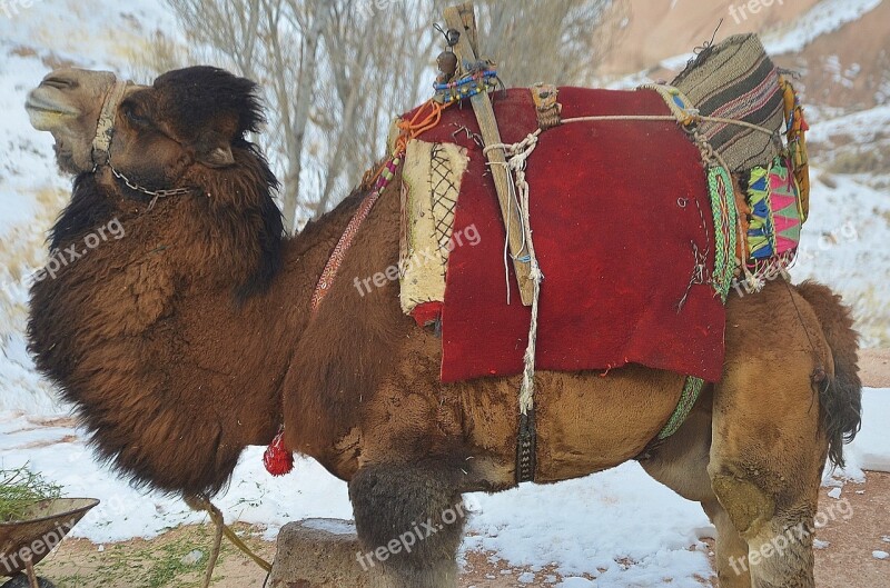 Camel Animal Mammal Travel Safari