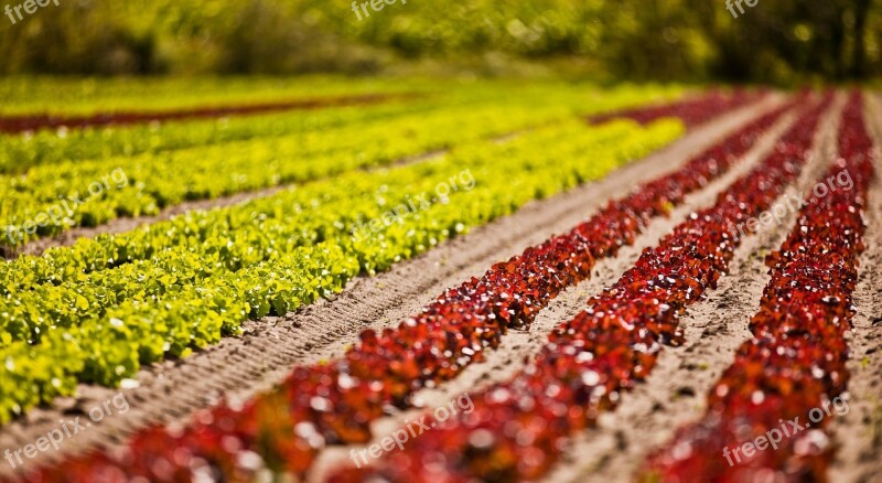 Salad Leaf Lettuce Agriculture Free Photos