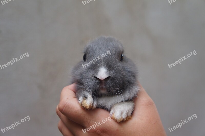 Rabbit Cute Plush Free Photos