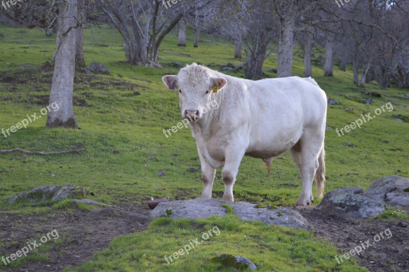 Talahi Bull White Animal Domestic