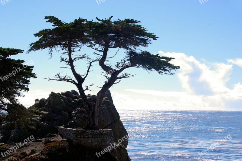 Talahi Cyprus Tree Famous View Famous View