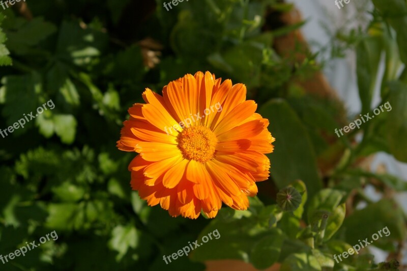 Flower Orange Summer Orange Flowers Filigree