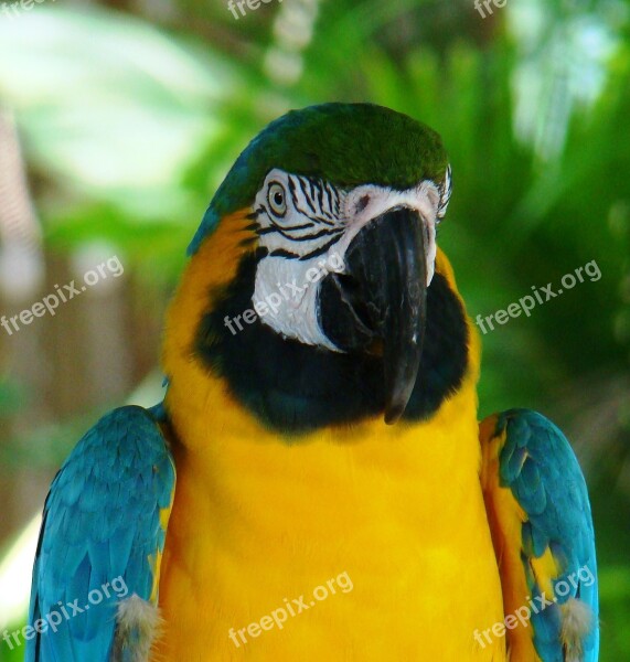 Macaw Parrot Ara Bird Tropical