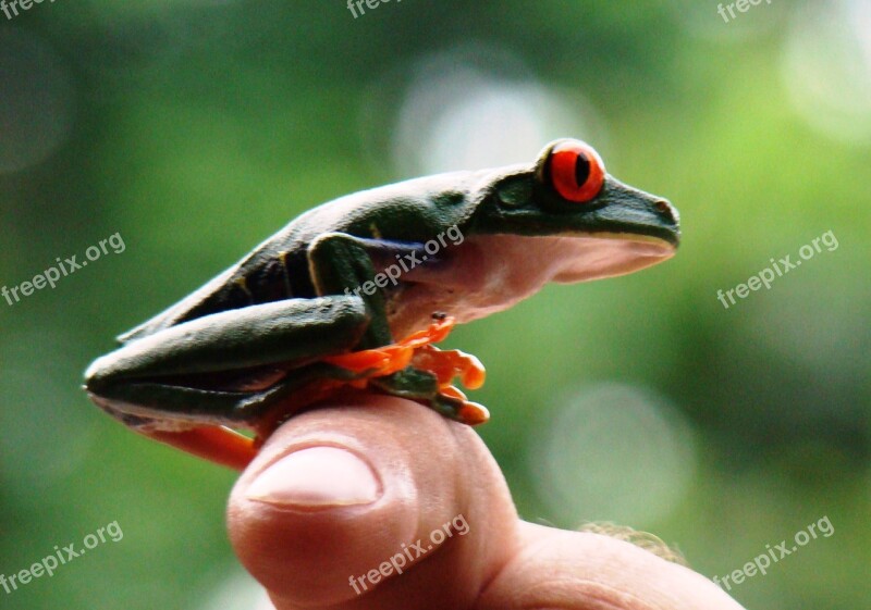 Frog Red-eyed Tree Frog Nature Rainforest