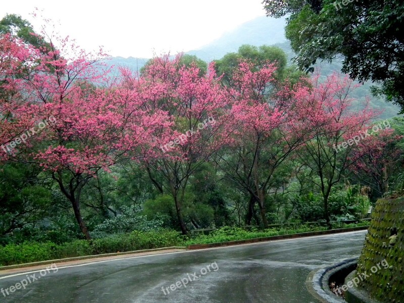 Taiwan Cherry Blossoms Landscape Free Photos