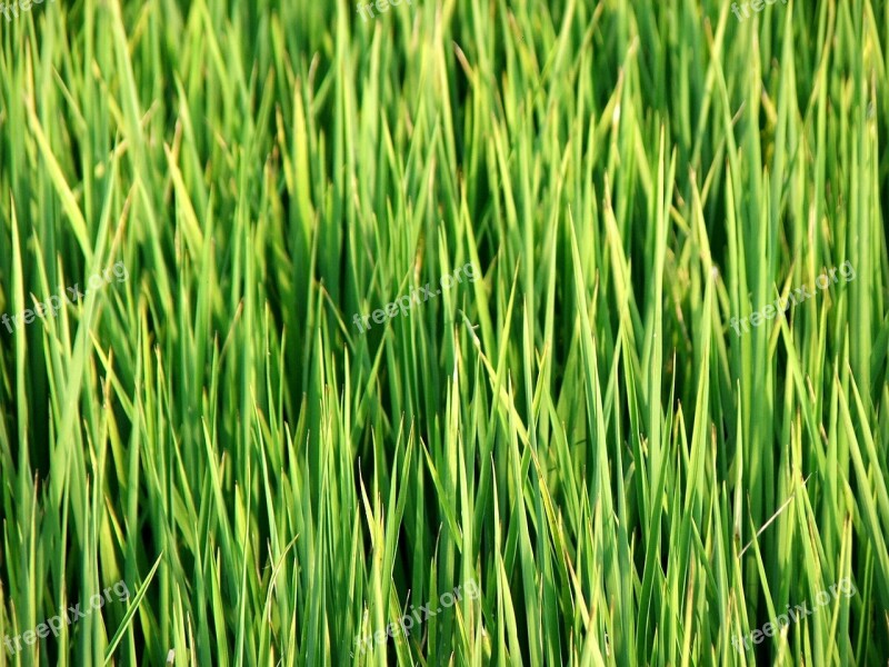 Taiwan In Rice Field Grass Green Nature