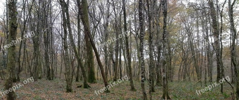 Landscape Nature Wood Forest Trees