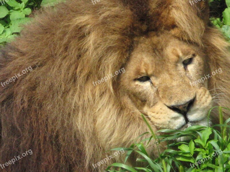 Lion Cat Feline Male Wildlife