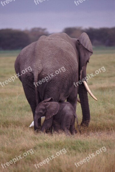 Elephants Mother Baby Wildlife Nature