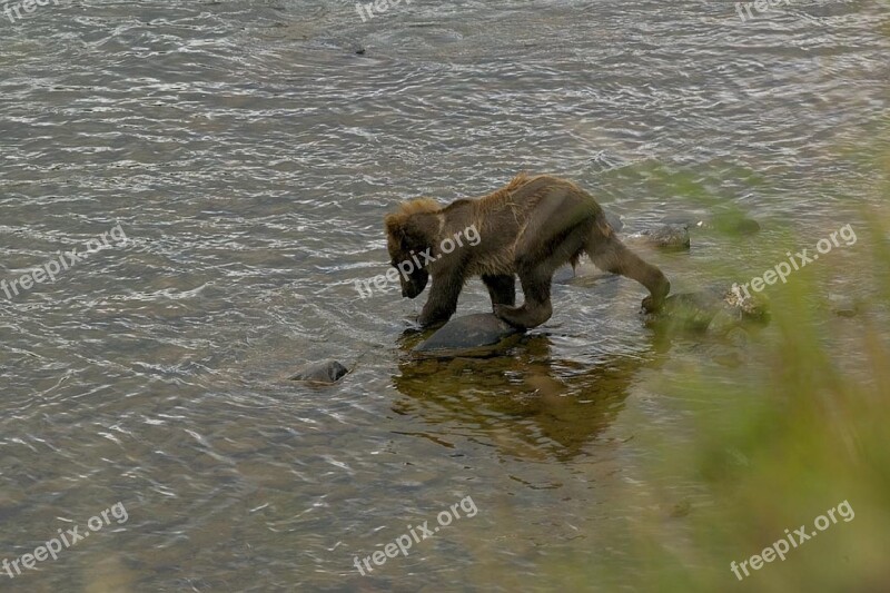 Bear Cub Water Grizzly Wildlife