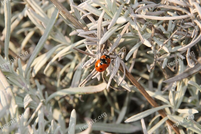 Lavender Ladybug Spring Pairing Insect