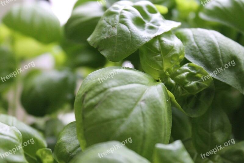 Basil Kitchen Herbs Eat Spice