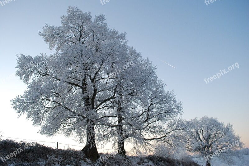 Nature Ice Tree Winter Gel