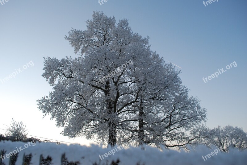 Nature Ice Tree Winter Gel