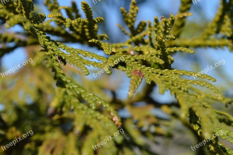 Tree Green Needles Nature Forest