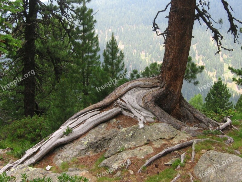 Tree Root Gnarled Root Rock Tree