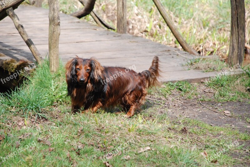 Dachshund Dog Friends Animal Free Photos