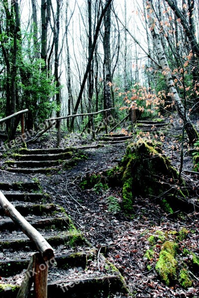 Stairs Emergence Nature Staircase Gradually