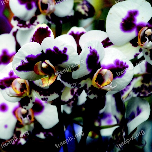 Orchid Purple White Flower Blossom