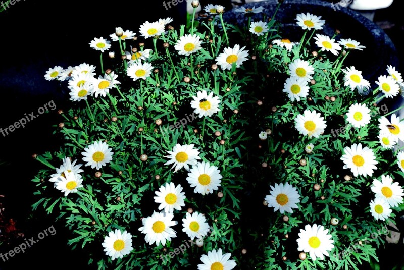 Daisy White Bush Flower Nature