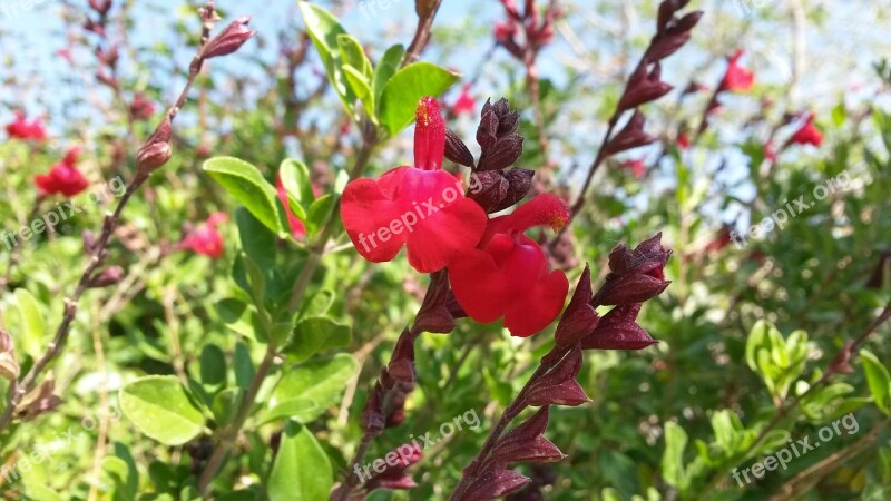 Red Sage Bush Plant Shrub Red