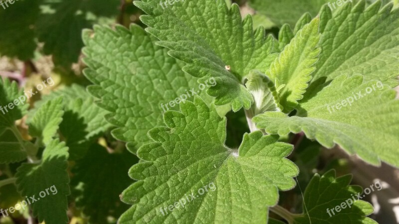 Nepeta Cataria Catnip Catmint Cataria Nepeta