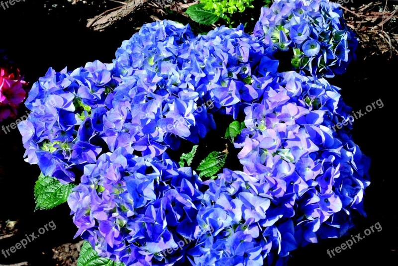 Hydrangea Blue Blossom Bloom Flower