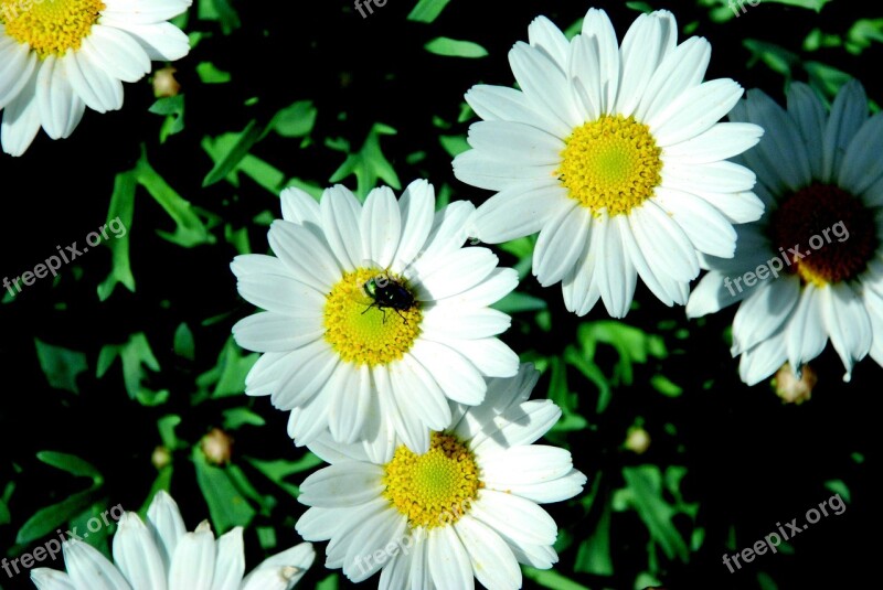 Daisies White Nature Flowers Garden