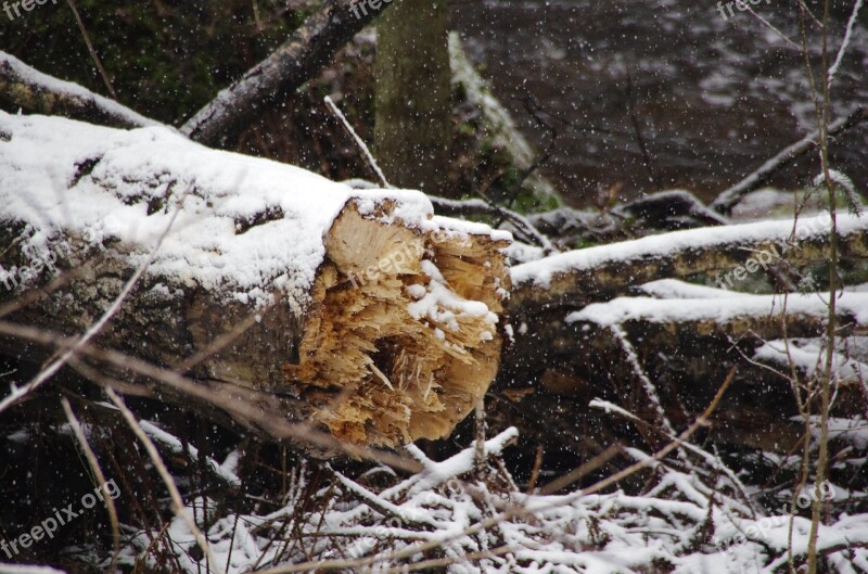 Tree Forest Snowing Nature Ecology