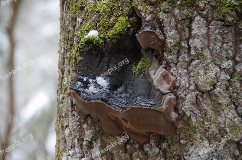 Tree Mushroom Forest Tree Nature Ecology