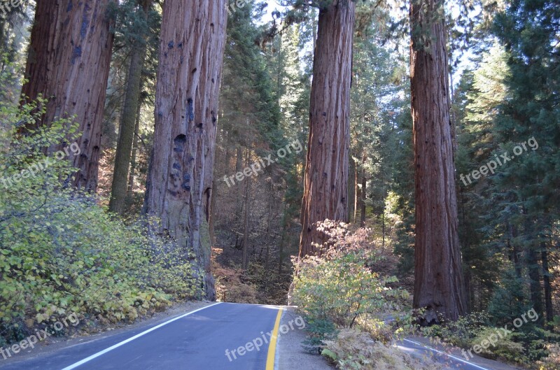 Sequoia National Park Trees Forest