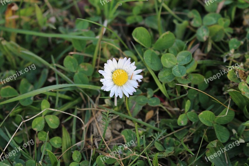 Flower Daisy Close Up Free Photos