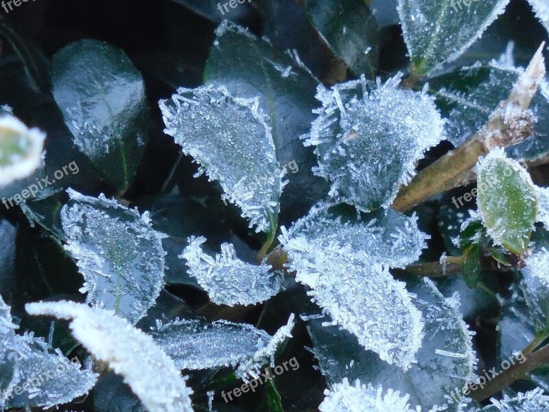 Leaves Frost Nature Winter Leaf