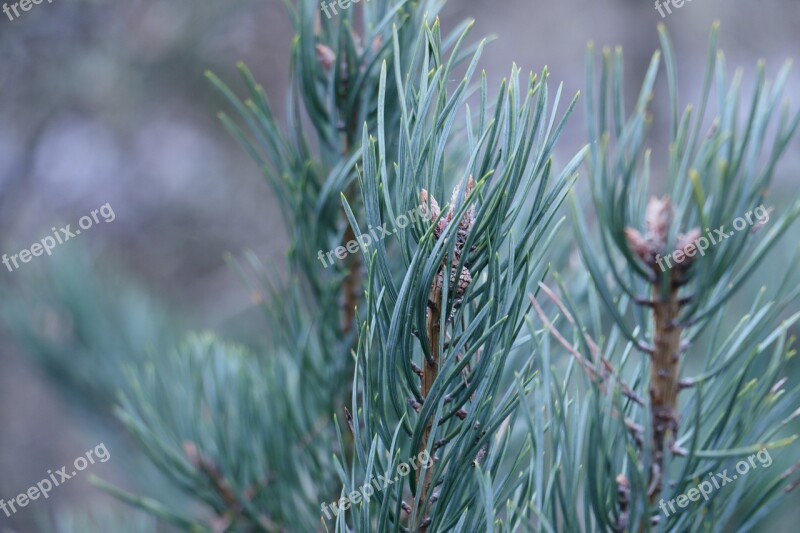 Barr Pine Cone Green Shots