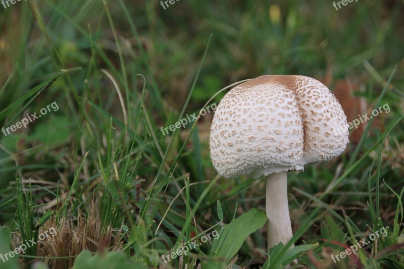 Mushroom Close-up Grass Fungi Free Photos