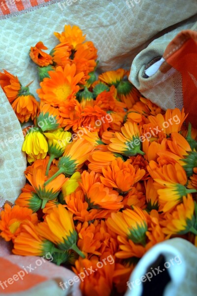 Marigold Flower Orange Blossom Bloom