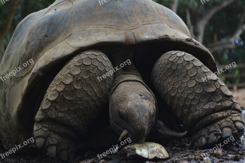 Turtles National Park Zoo Park Nature