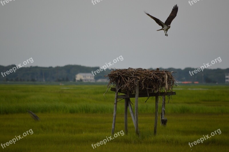 Osprey First Flight Bird Fledgling Flight