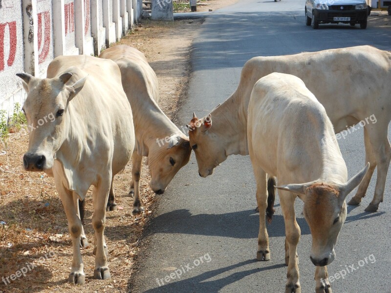 India Cows Sacred Culture Cattle