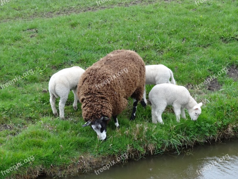 Lamb Lambs Sheep Spring Nature