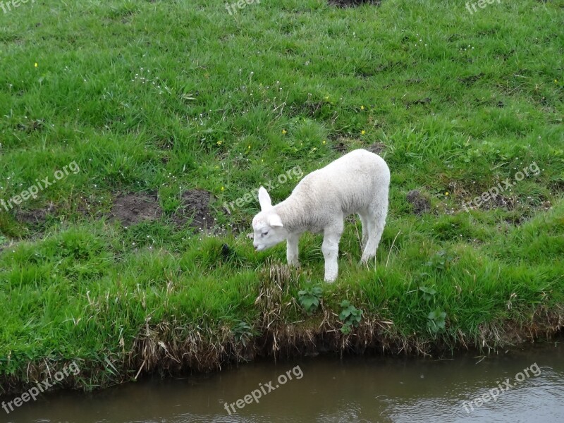 Lamb Lambs Sheep Spring Nature