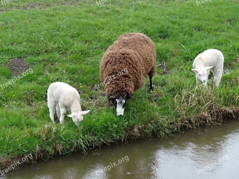 Lamb Lambs Sheep Spring Nature